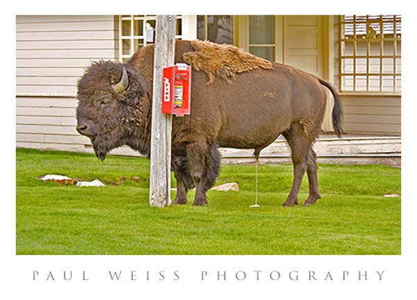Yellowstone Firefighter013