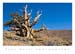 Bristlecone Pine
