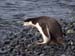 Chinstrap-penguin-Antarctica